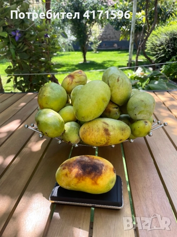 Asimina triloba, American papaw,Индиански банан, снимка 2 - Сортови семена и луковици - 51840478