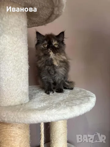 Персийски котенца , снимка 11 - Персийска - 56340555