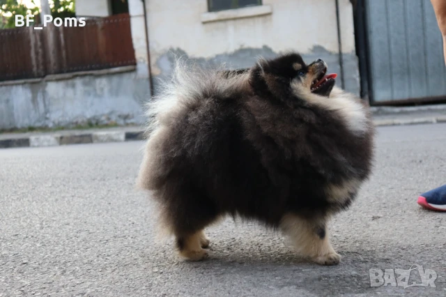 Уникално момиченце померан с родословие FCI, снимка 6 - Померан - 49781261