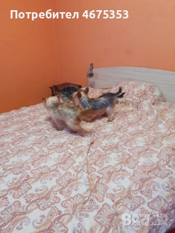  Мини Йорки йоркширски териер 4 кученца, снимка 16 - Йоркширски териер - 52770169