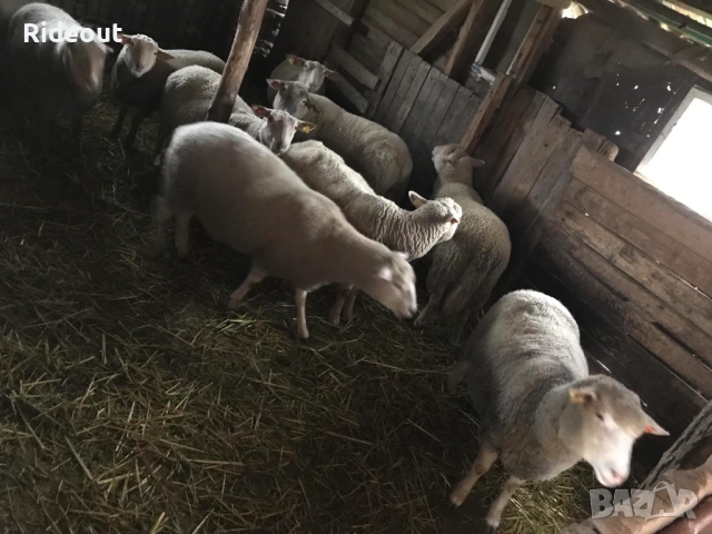 Заплодени/Бременни Овце (Мутон Шароле и др.), снимка 2 - Овце - 52941866