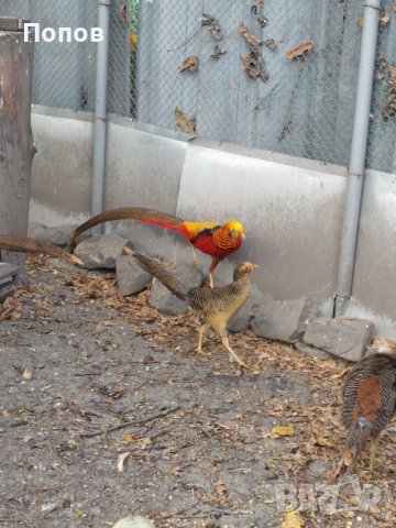 Продавам златни фазани, снимка 6 - други­ - 33670549