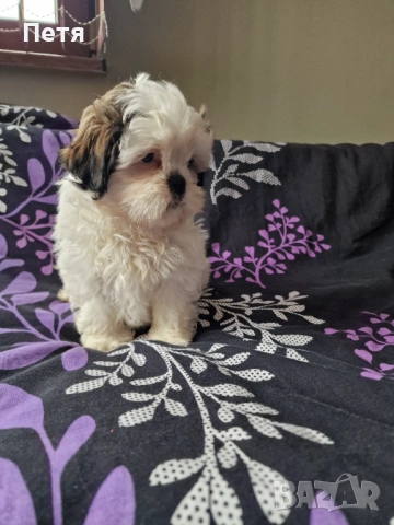 Ши тцу -момче, снимка 3 - Ши Тцу - 53200286