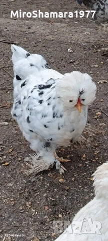 Яйца от Струмски стандарт, снимка 10 - Кокошки и пуйки - 53938212