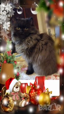 Ваксинирани персийски дългокосместа многоцветни котки с ЕС паспорти,микрочипирани!, снимка 17 - Чинчили - 42172746