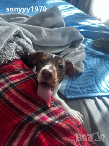 ПРОДАВАМЕ ДЖАК РЪСЕЛ-ЖЕНСКО 2010251955, снимка 2 - Джак ръсел териер - 52122217