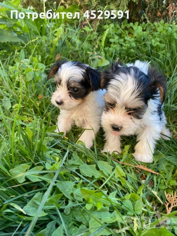 Бивер Бивър йорки йоркширски териер, снимка 2 - Йоркширски териер - 52369659