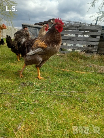 млади петлета , снимка 11 - Кокошки и пуйки - 54019327