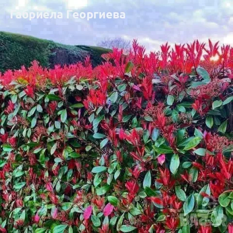Фотиния ред робин 
