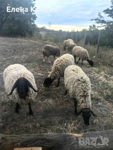 Продават се овце и коч млади