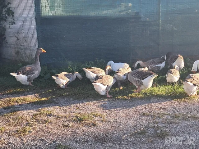 Продавам гъски и патици, снимка 2 - Патици и гъски - 49680390