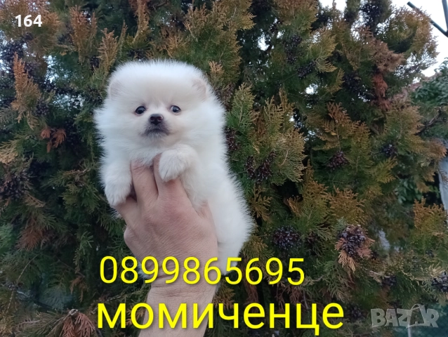 Женски Померан. Реални снимки от 22.12.25 год. , снимка 8 - Померан - 52875180