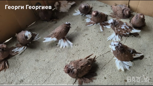 Гълъби бухари , снимка 5 - Гълъби - 52404966