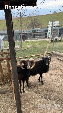 Мини овце холандски, снимка 2 - Овце - 53910285