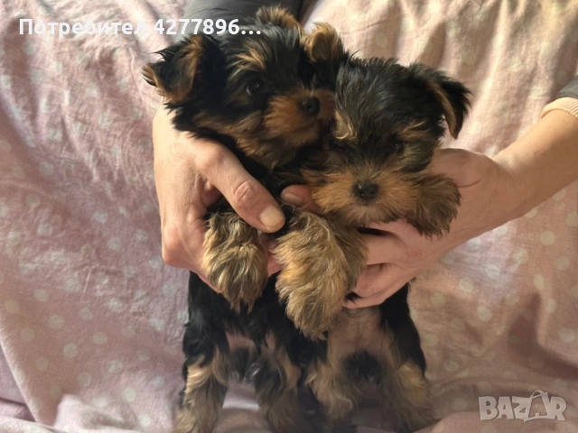 Йоркширски териерчета , снимка 4 - Йоркширски териер - 54238436
