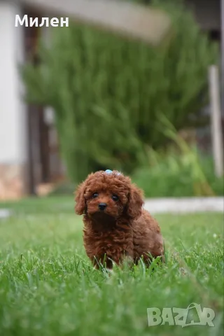 Той пудел Toy poodle, снимка 14 - Пудели - 55006000