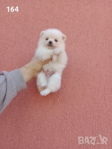 Бяло момченце. Померан. Реални снимки от 29.12.25 г., снимка 3 - Померан - 52932932