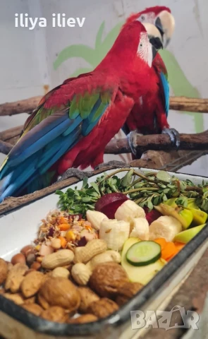 Двойка зеленокрила ара 2011