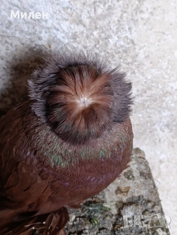 Продавам бухари.червени, жълти,черни,и други цветове , снимка 3 - Гълъби - 53175346