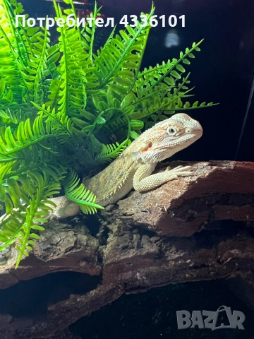 🦎 Продавам брадата агама – укротен малък дракон, готов за нов дом! 🐉, снимка 1