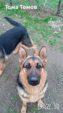 Продавам женска немска овчарка на 7 месеца., снимка 2 - Дивани и мека мебел - 52513941