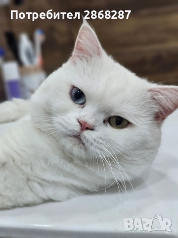 британец за разплод