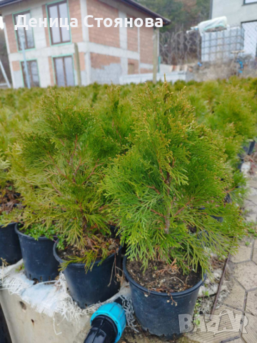 Продавам Западна Туя Смарагд , снимка 6 - Градински цветя и растения - 37921377