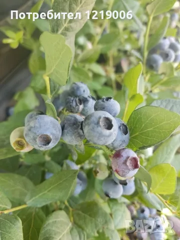 Първокласен инвитро разсад от боровинки, малини и ягоди, снимка 3 - Разсади - 47828418