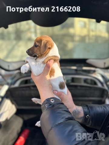 Джак ръсел териер, снимка 3 - Джак ръсел териер - 52748845