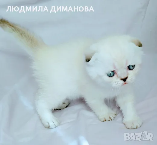 Шотландски със сини очи. , снимка 9 - Британска късокосместа - 56243737