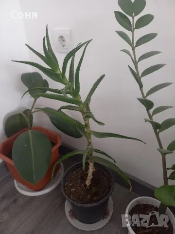 Фикус,бенджамин ,кактуси,юка,замиокулкас  и др.едри цветя, снимка 11 - Стайни растения - 45380559