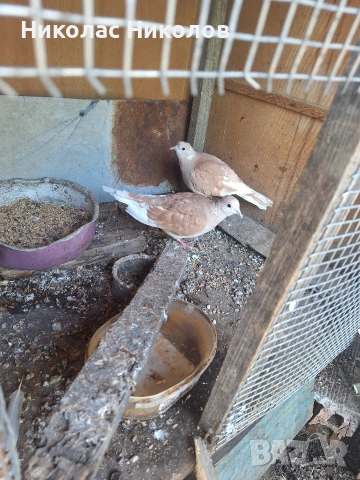 Продавам гугутки чифт кафяви