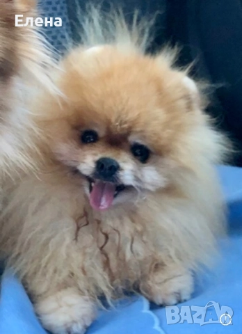 Померанчета, снимка 7 - Померан - 52484327