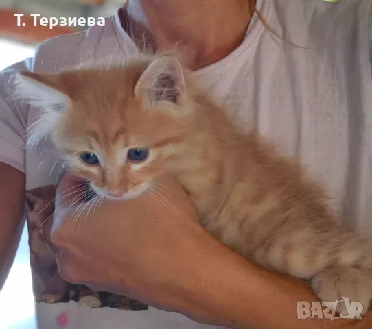 Продавам сибирски котенца , снимка 2 - Сибирски - 55796472