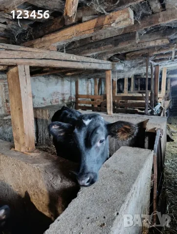 Продавам мъжки телета , снимка 2 - Крави - 56528783