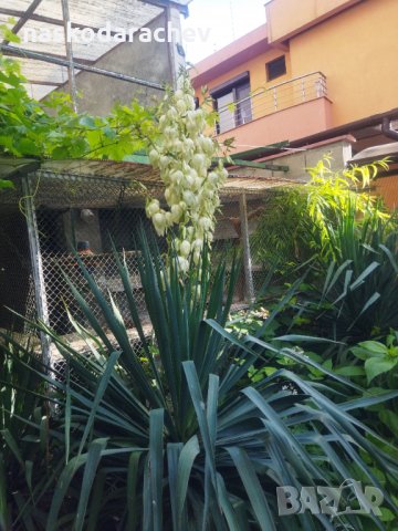 Студоустойчива Юка агаве, снимка 3 - Градински цветя и растения - 34959213