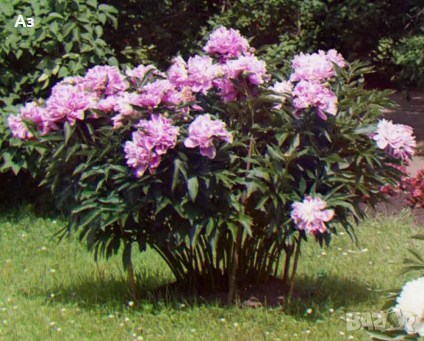 Продавам корени (коренища) от Божури (български), снимка 14 - Разсади - 56056692