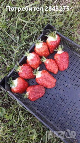 продавам расад ягоди и малини, снимка 10 - Сортови семена и луковици - 30693493