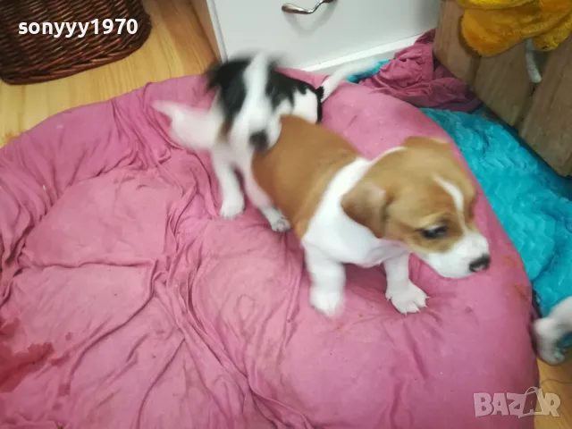 джакчета-сладурковци родени на 191224г-250лв за едно 2901250655, снимка 4 - Джак ръсел териер - 48873052