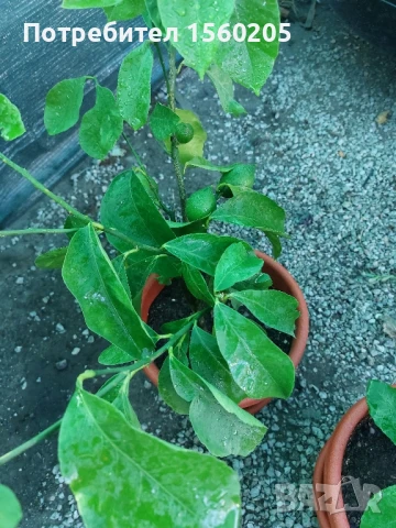 Лимони - лимонови дръвчета, снимка 10 - Градински цветя и растения - 51309881