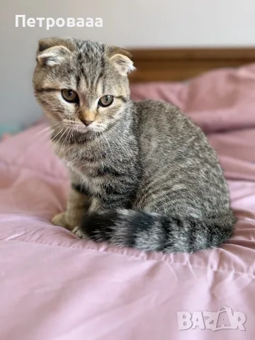 Шотландски котета , снимка 4 - Британска късокосместа - 56309300