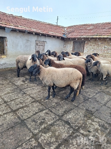 Плевенски черноглави овце , снимка 5 - Овце - 52866942