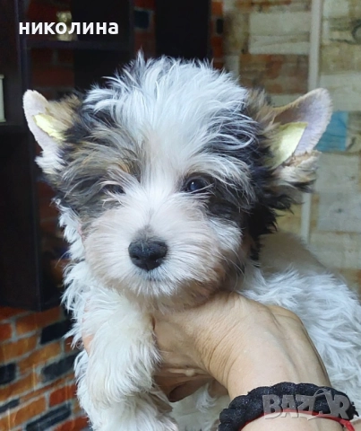 Продавам Йоркширски териер 