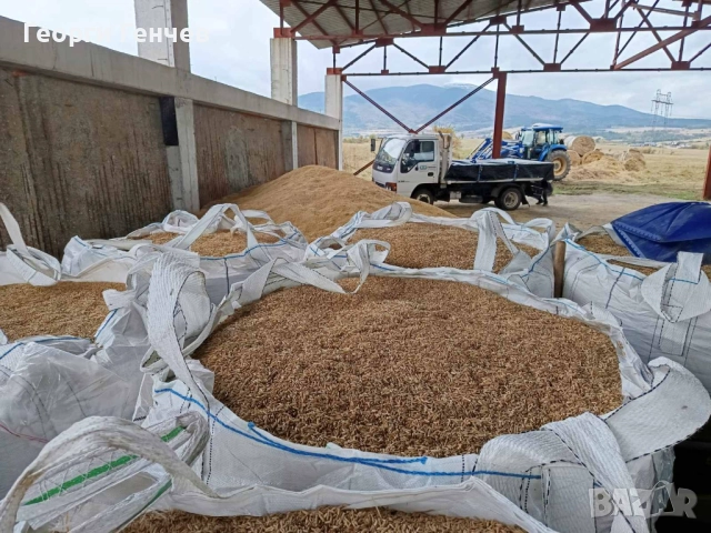 Продавам Слънчоглед, Пшеница и Овес, реколта 2025г.