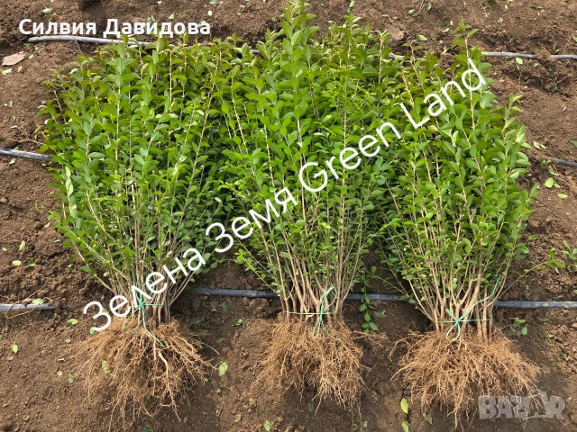 Лигуструм за жив плет , снимка 5 - Градински цветя и растения - 54153657