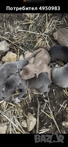 American Pitbull Terier X American bully, снимка 2 - Питбул - 56102706