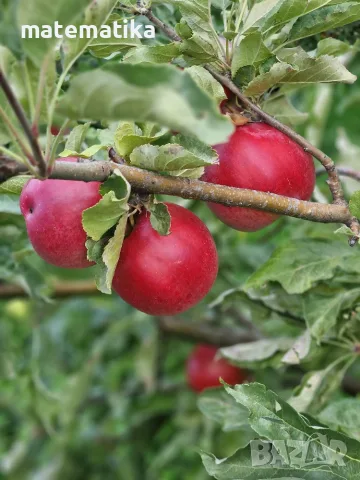 Продавам био ябълки без химия!, снимка 2 - Домашни продукти - 56363964