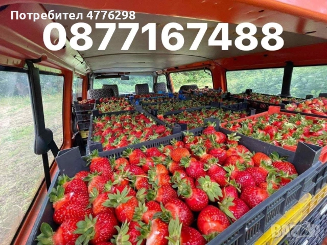 Качествен разсад ягоди и малини, снимка 3 - Разсади - 54161380