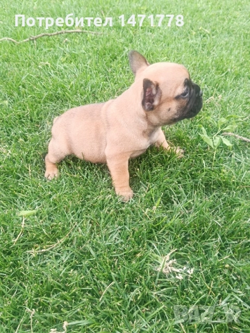 френски булдог , снимка 10 - Френски булдог - 52970248