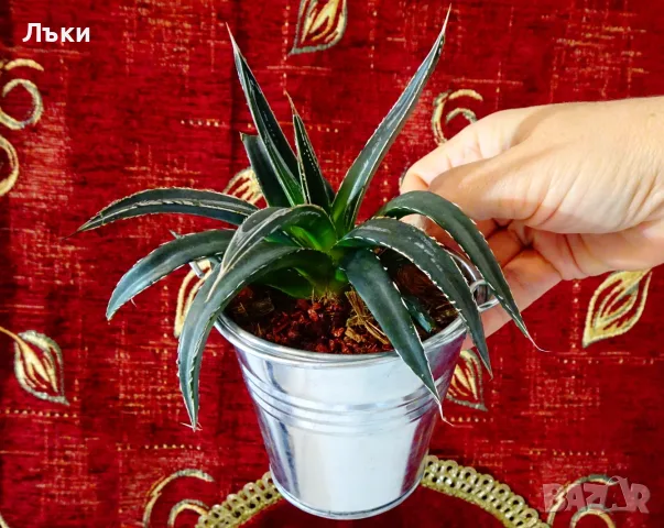 Агаве Victoriae-Reginae,метална саксия 9 см. 
